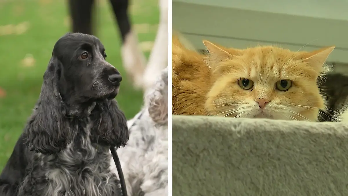 Jetzt kommt der Perso für Hund und Katz – was Besitzer wissen müssen Setzt der Chip dem Tierleid ein Ende?