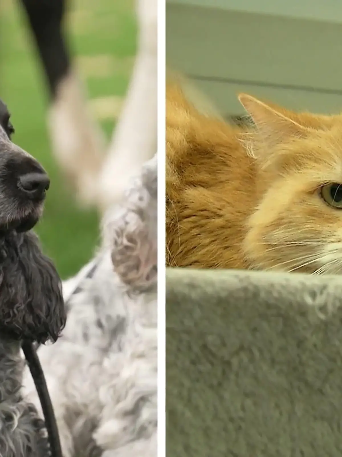 Bild zu: "Jetzt kommt der Perso für Hund und Katz – was Besitzer wissen müssen"