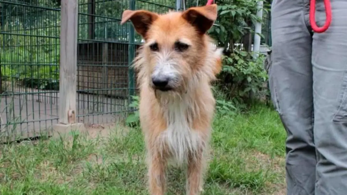Hündin Lotte ist seit Juni im Hamburger Tierheim