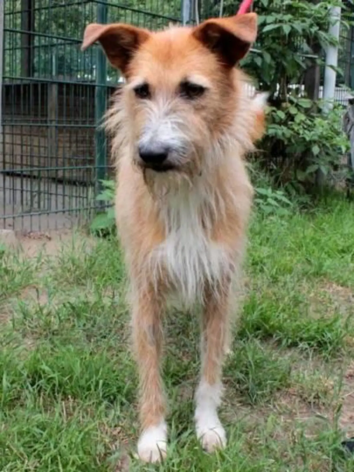 Hündin Lotte ist seit Juni im Hamburger Tierheim