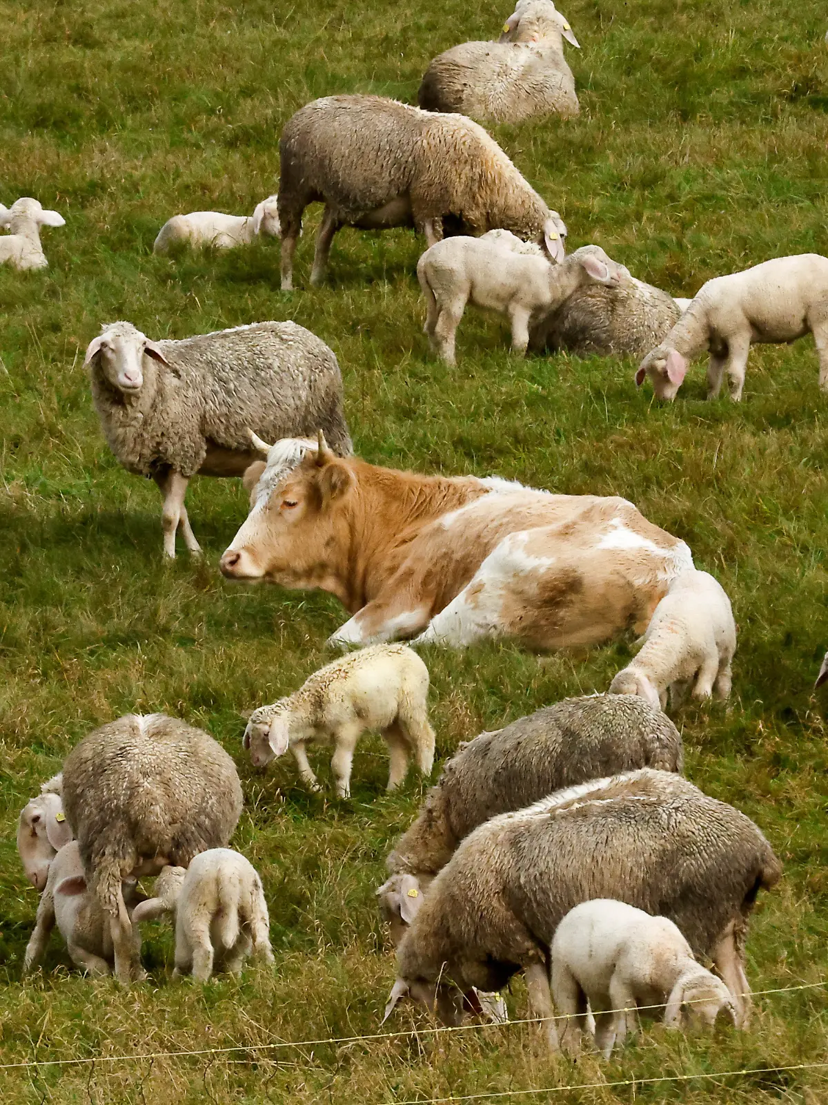 Bild zu: "Dank ihm! Ausgebüxte Kuh Mücke lebt jetzt auf Gnadenhof"