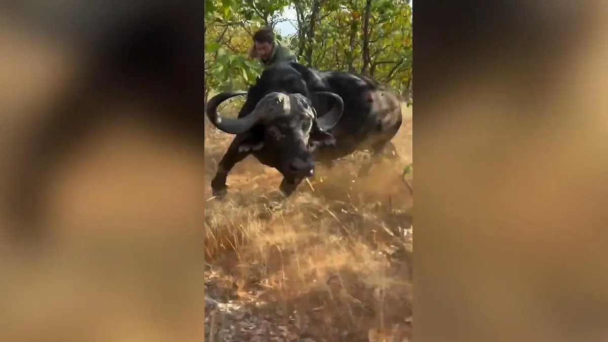 S-dafrika-Am-Schwanz-zur-Untersuchung-gezerrt-Tierarzt-ringt-mit-B-ffel