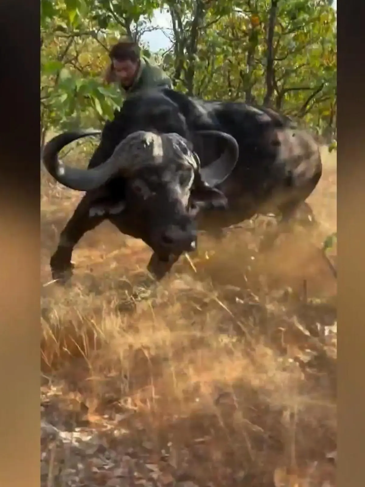 Bild zu: "Am Schwanz zur Untersuchung gezerrt! Tierarzt ringt mit Büffel"