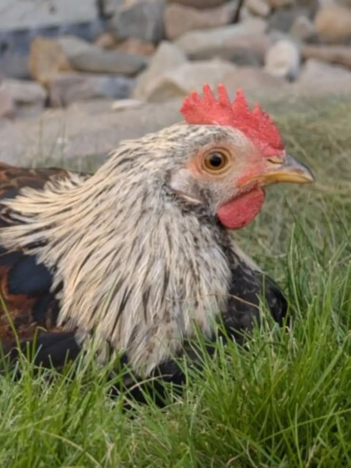 Bild zu: "Nach dem Tod seines Bruders will Johahnes nicht mehr der einsame der Hahn im Korb sein"