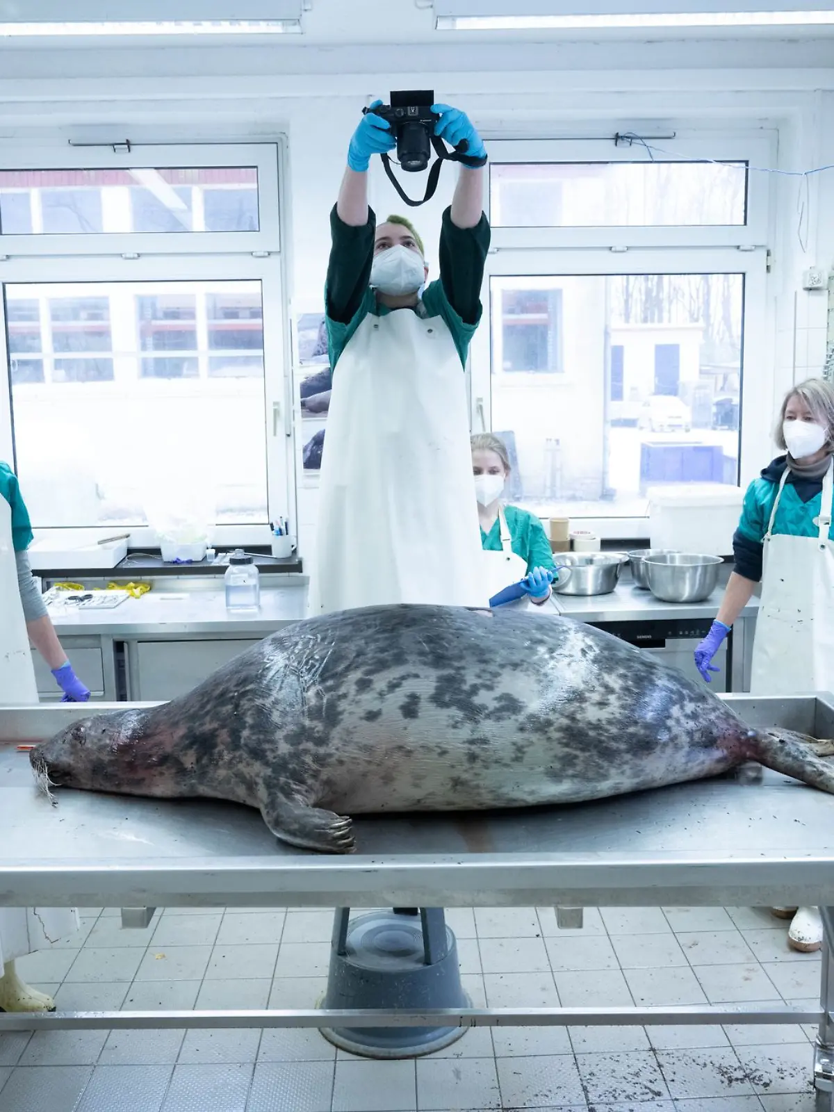 Bild zu: " Robbensterben vor Rügen - Staatsanwaltschaft ermittelt"