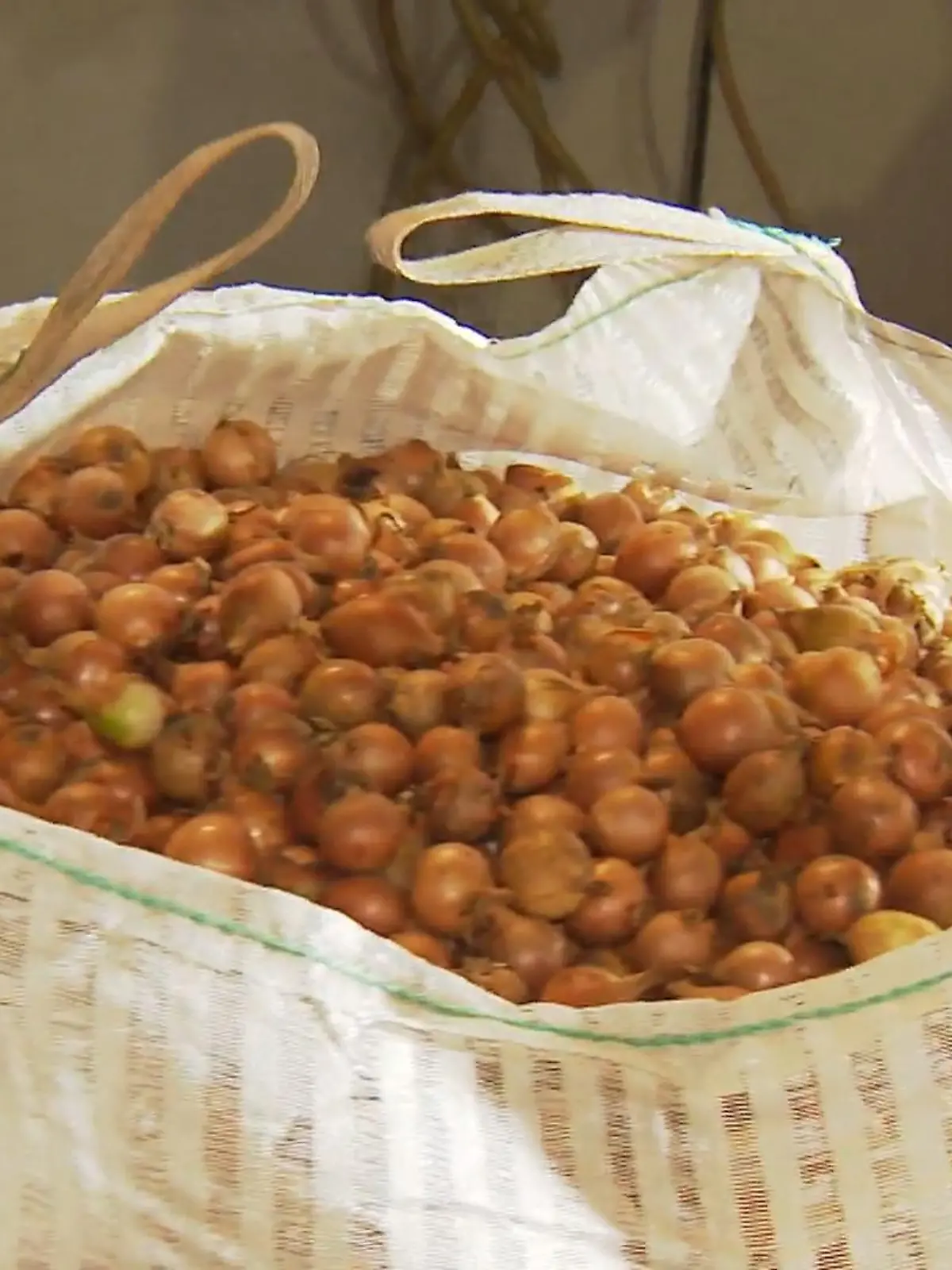 Bild zu: "Landwirt spendet Zwiebeln an Tafel"