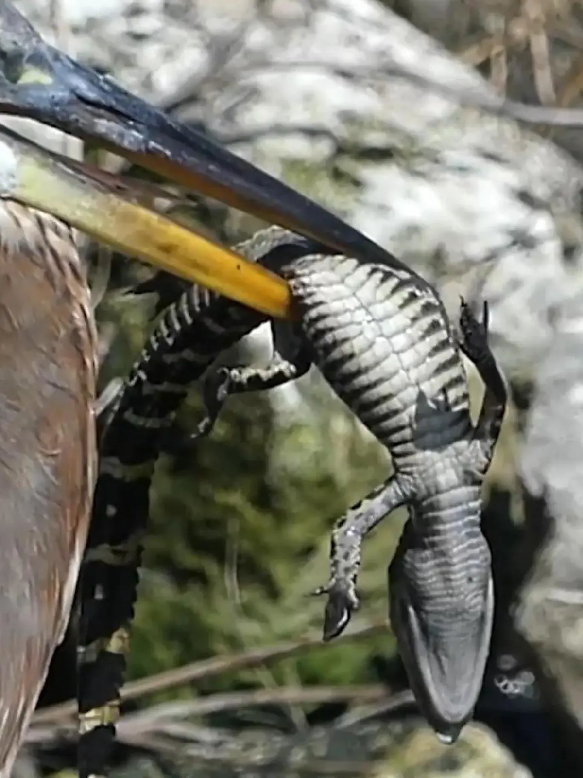 Bild zu: "Reiher frisst Alligatorbaby vor laufender Kamera – dann kommt die Mutter!"