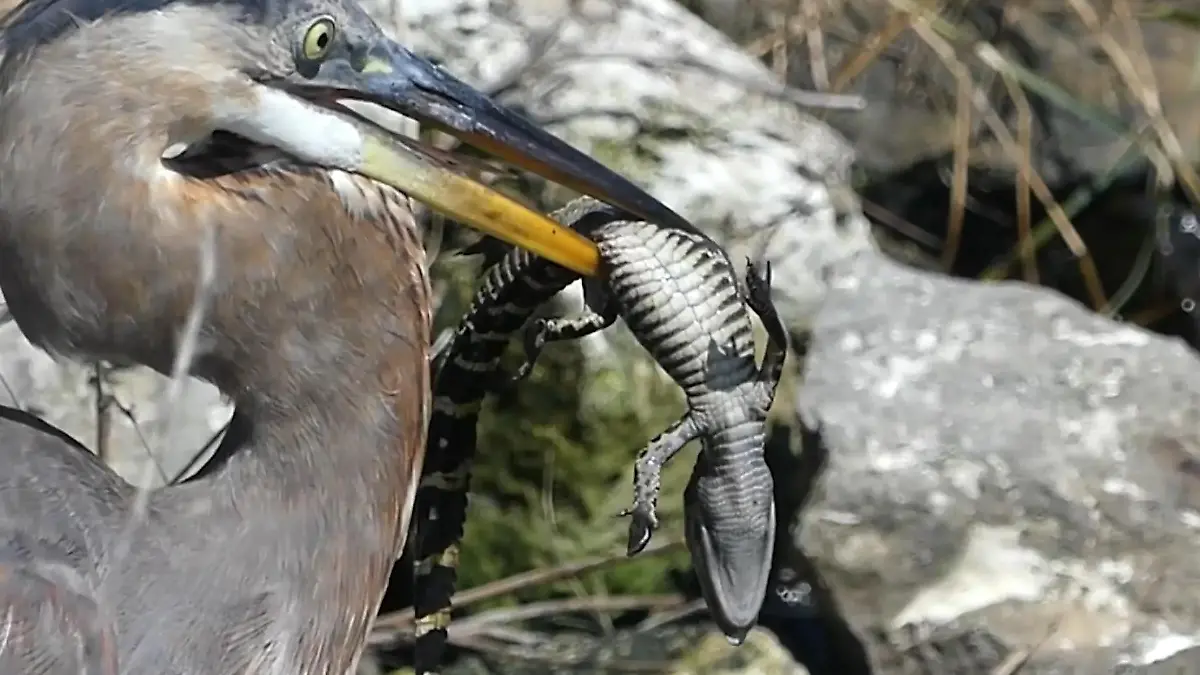 Florida-Graureiher-verschlingt-Alligatorbaby-seltene-Szene-im-Circle-B-Reservoir