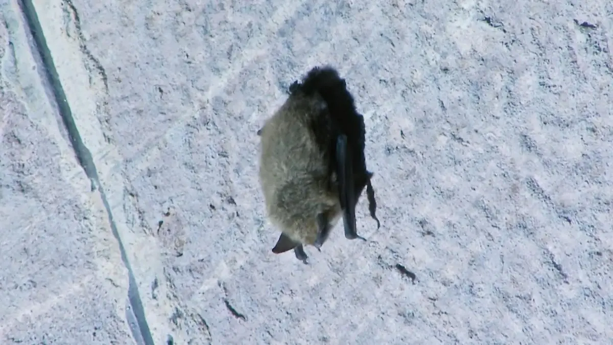 Fledermäuse legen Bahnstrecke lahm – Steuerzahler müssen blechen Baden-Württemberg