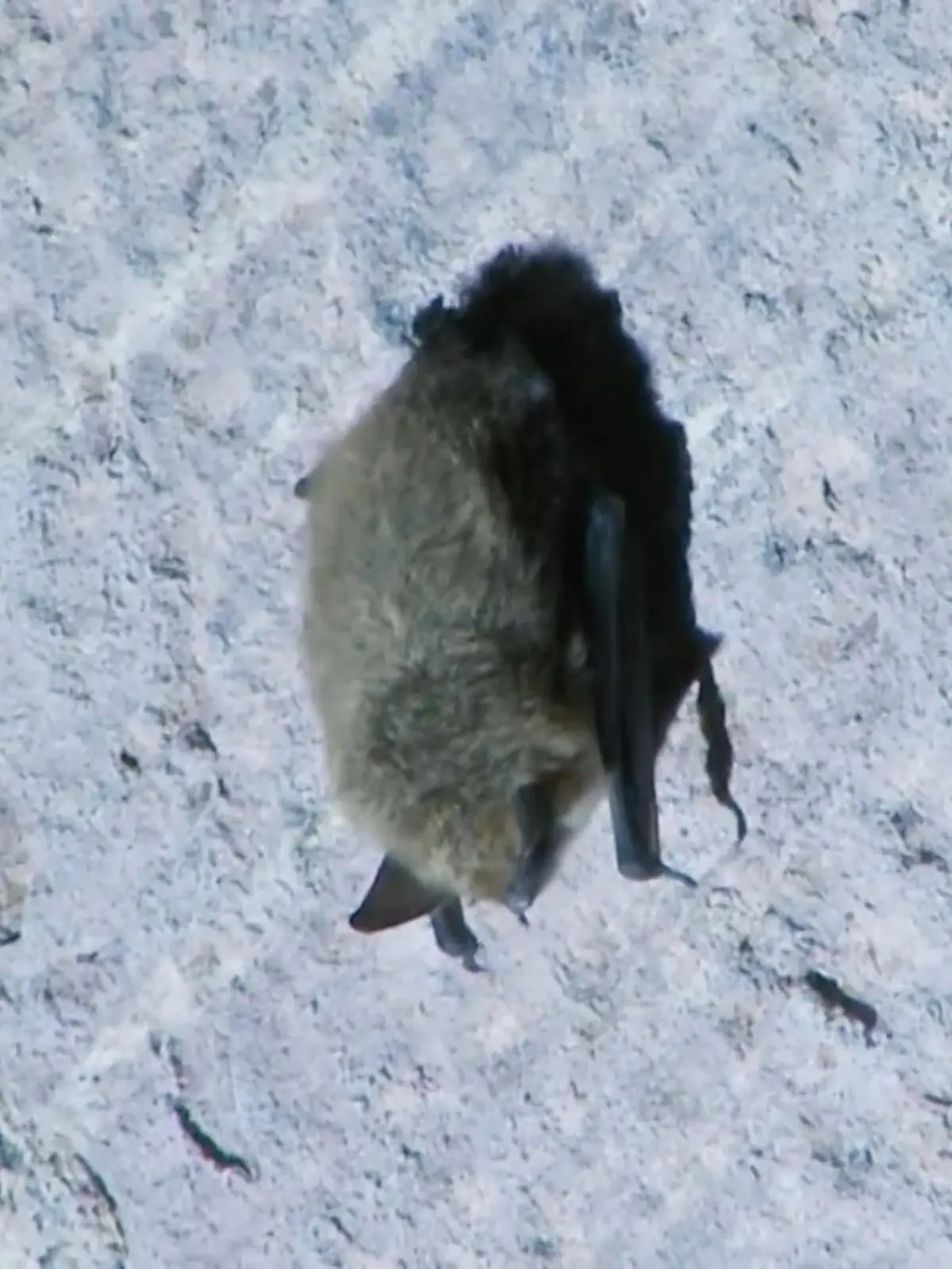 Bild zu: "Fledermäuse legen Bahnstrecke lahm – Steuerzahler müssen blechen"