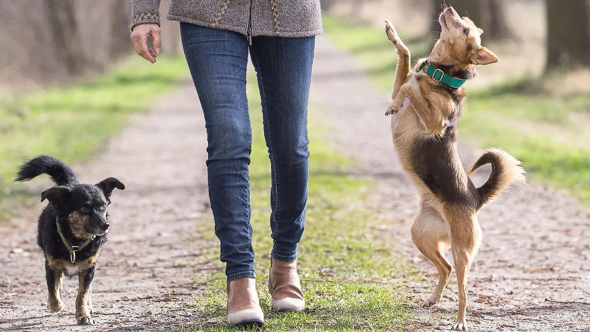 Frau mit Hündinnen auf Waldweg.