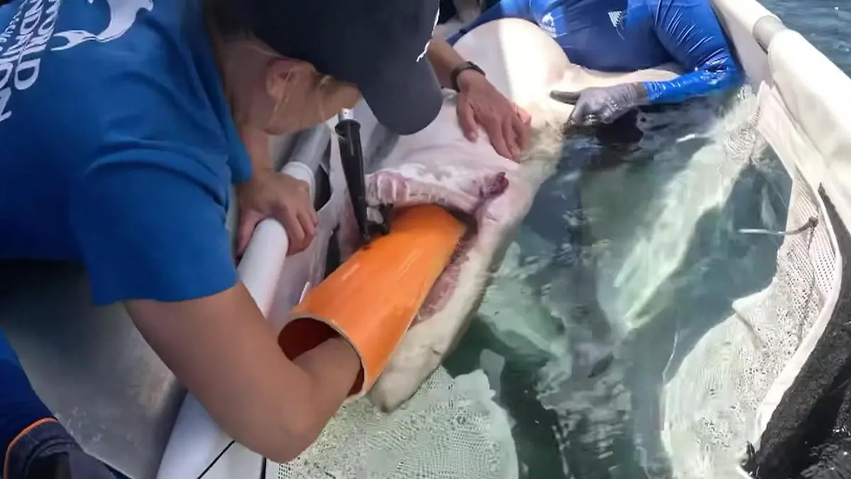 Trotz spitzer Zähne! Hai reißt Maul auf – und Tierärztin greift direkt hinein Angelhaken verschluckt