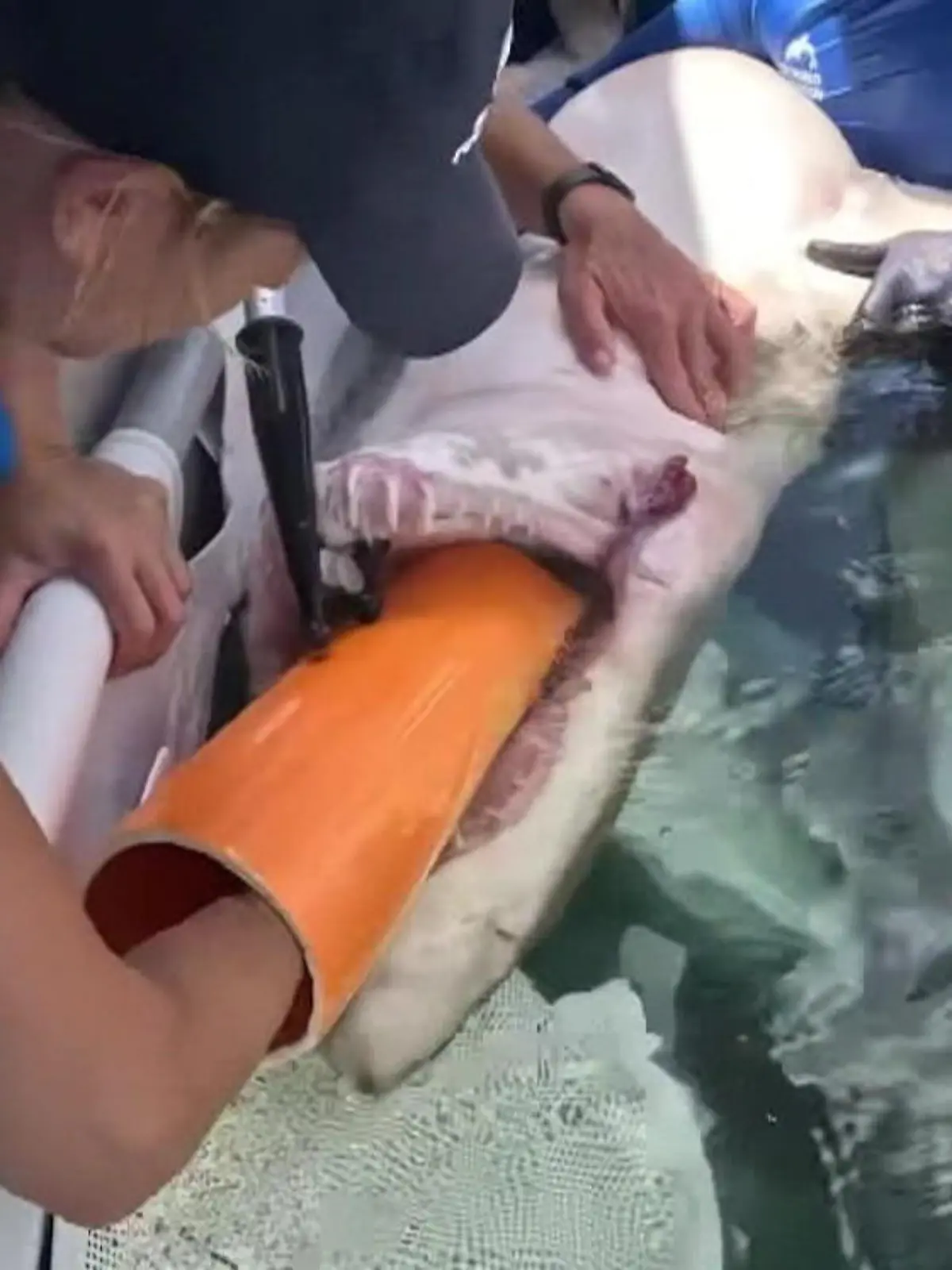 Bild zu: "Trotz spitzer Zähne! Hai reißt Maul auf – und Tierärztin greift direkt hinein"