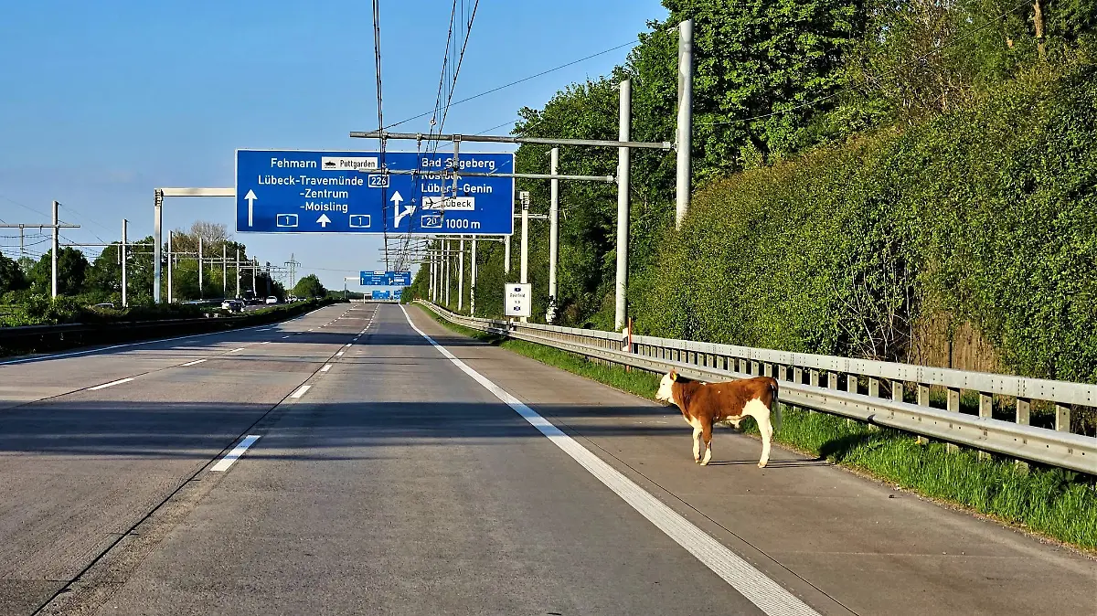 Ein Kalb steht auf dem Standstreifen der Autobahn 1.
