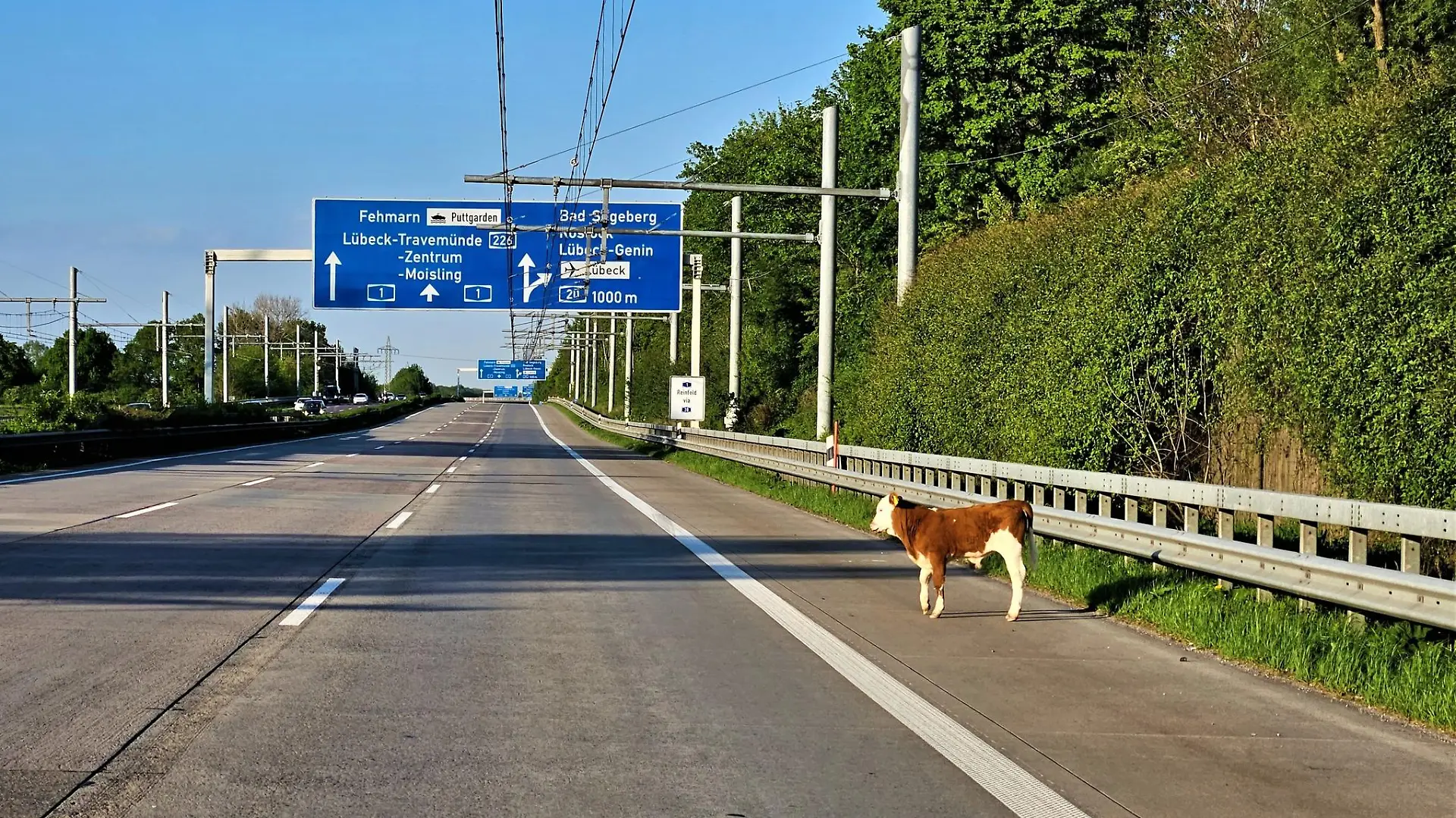 Ein Kalb steht auf dem Standstreifen der Autobahn 1.