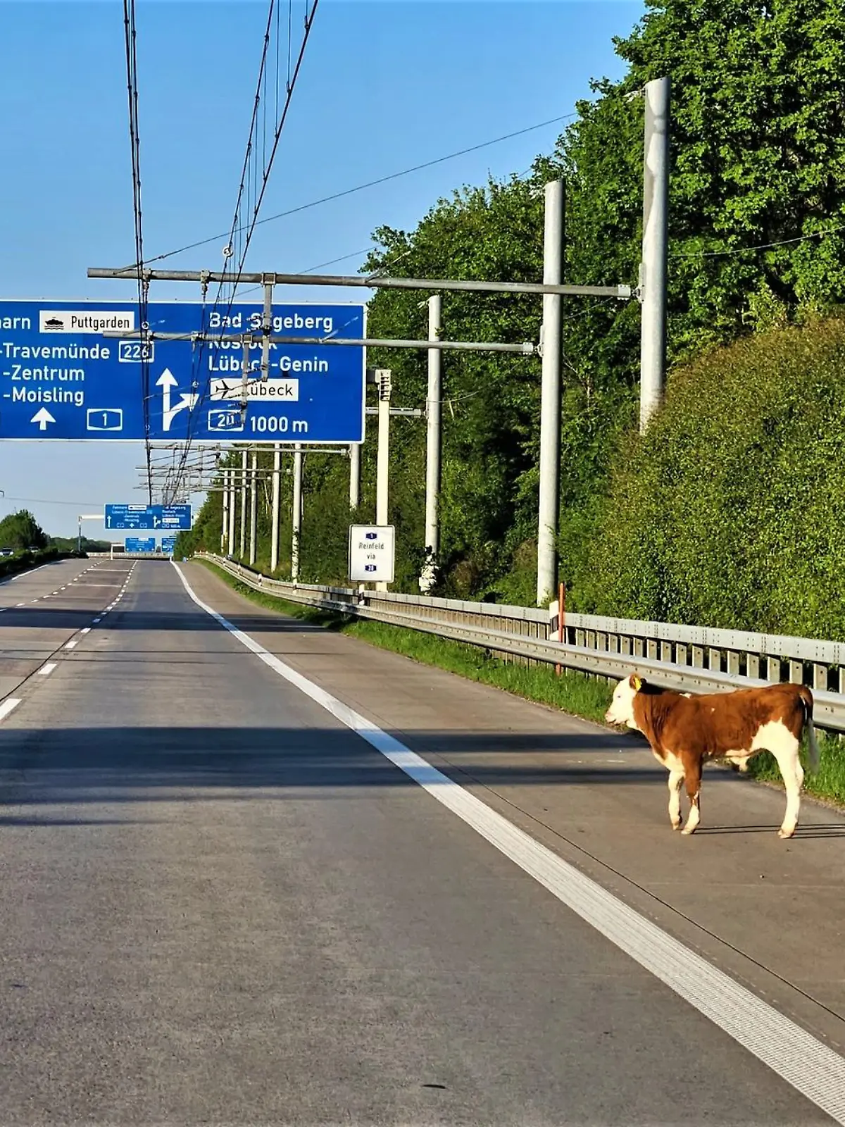 Ein Kalb steht auf dem Standstreifen der Autobahn 1.