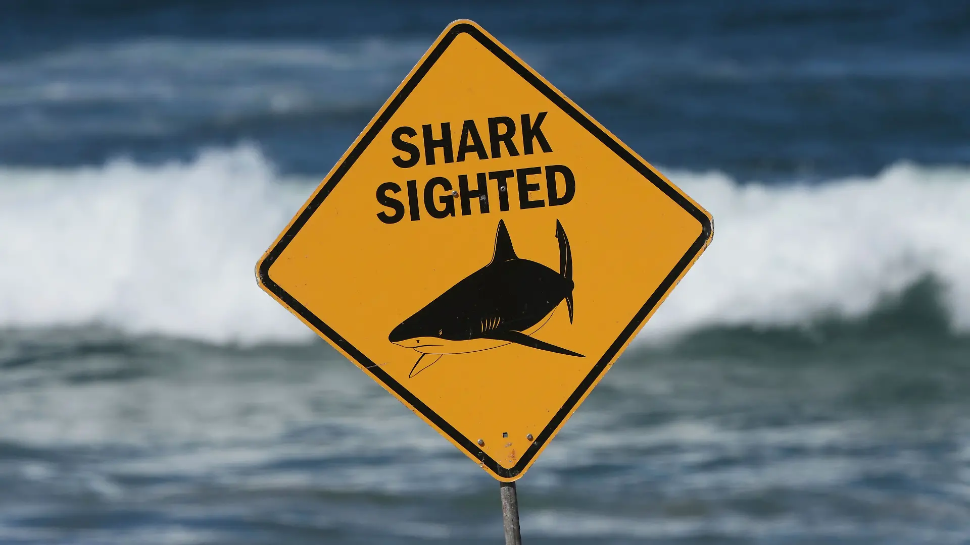 Hai-Attacke in Australien
