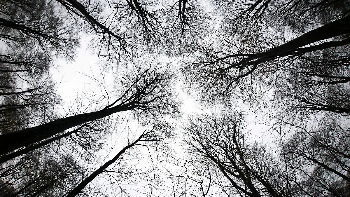 Gruselfund-in-Peine-J-ger-findet-menschliche-Knochen-im-Wald