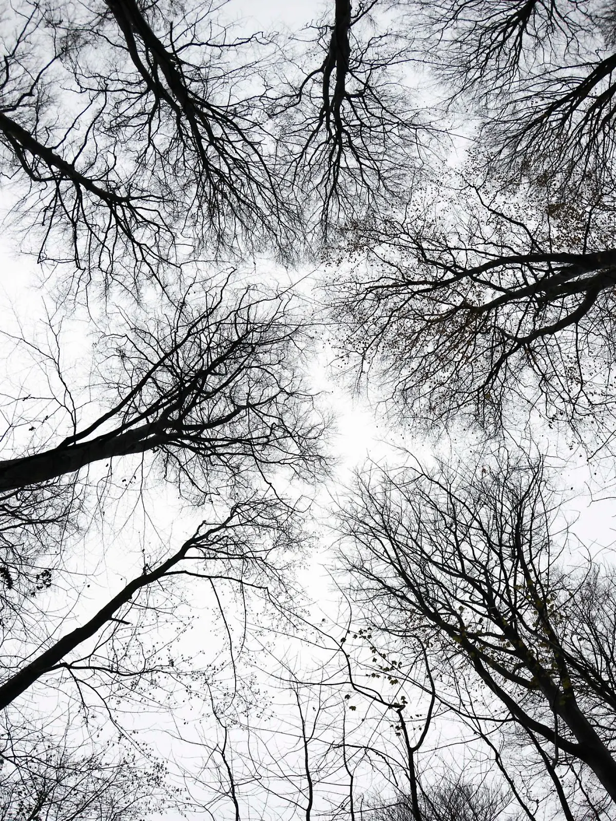 Bild zu: "Gruselfund in Peine! Jäger findet menschliche Knochen"