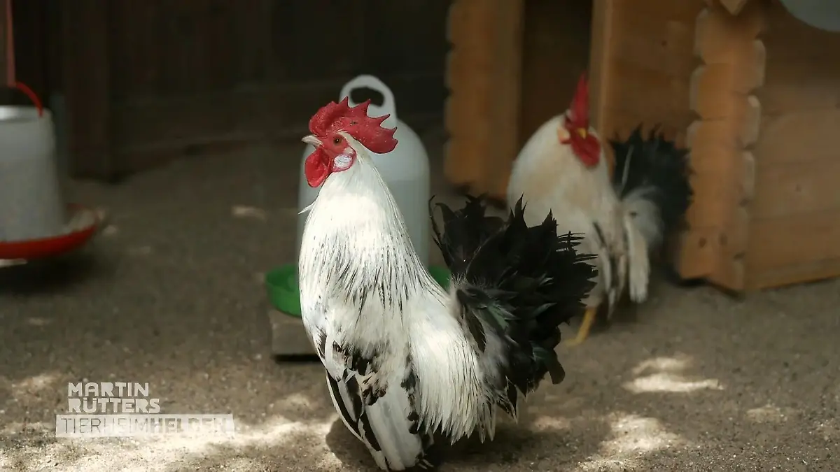 Hähne im Tierheim Unerwünschte Nebengeräusche