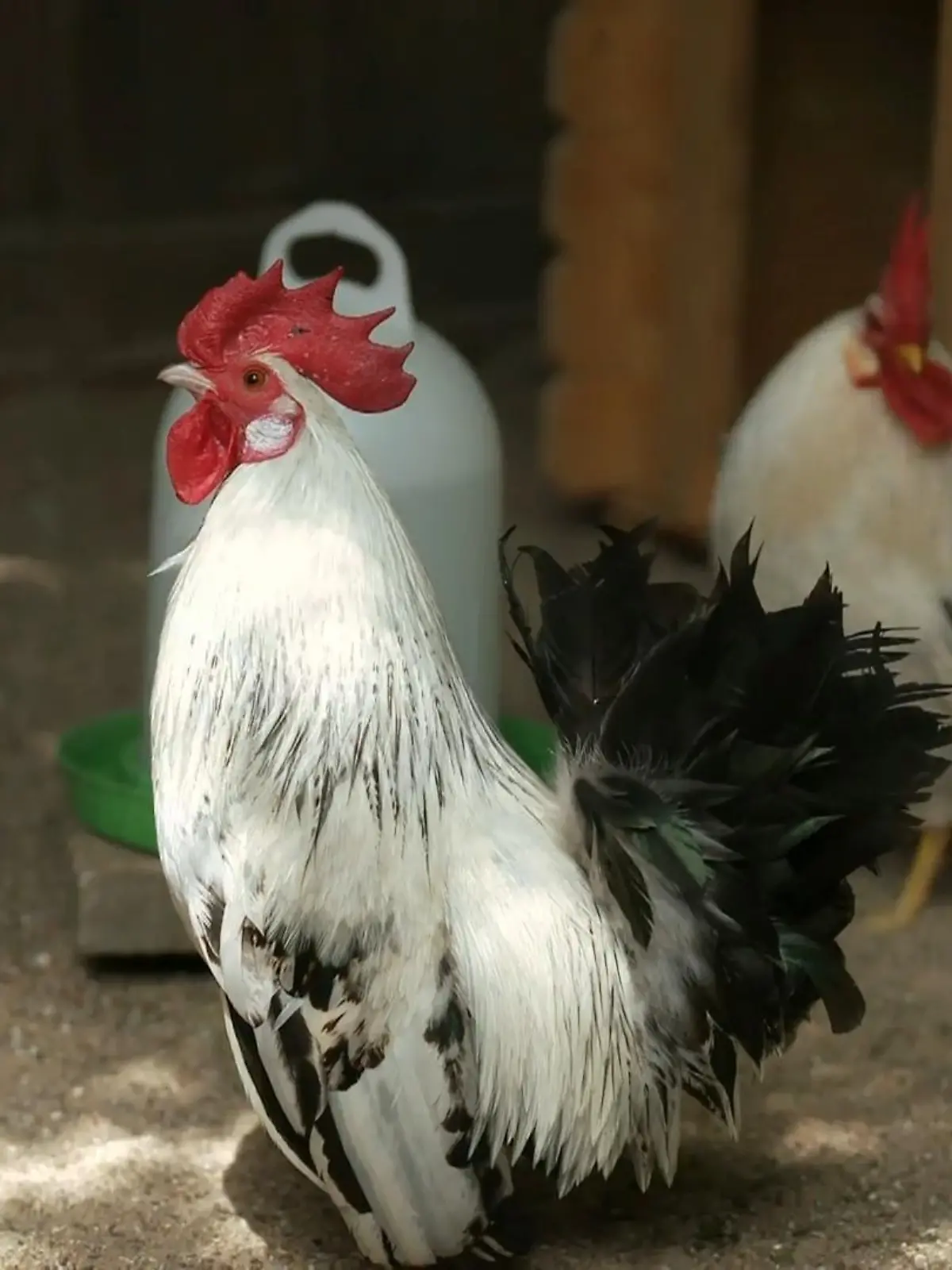 Bild zu: "Hähne im Tierheim"