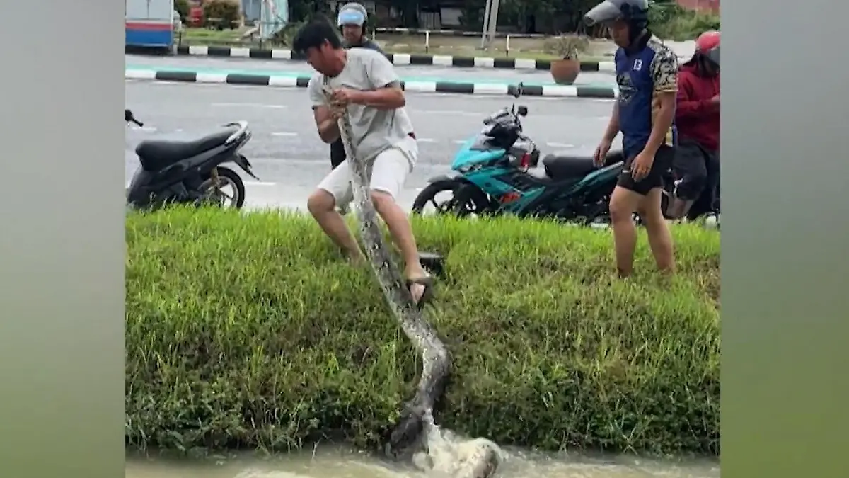 Niemand bemerkt riesigen Python – bis ER zupackt! Schockmoment am Straßenrand