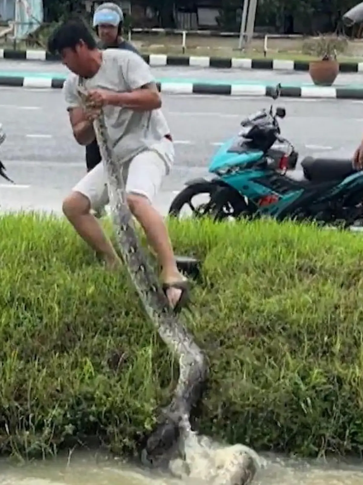 Bild zu: "Niemand bemerkt riesigen Python – bis ER zupackt!"