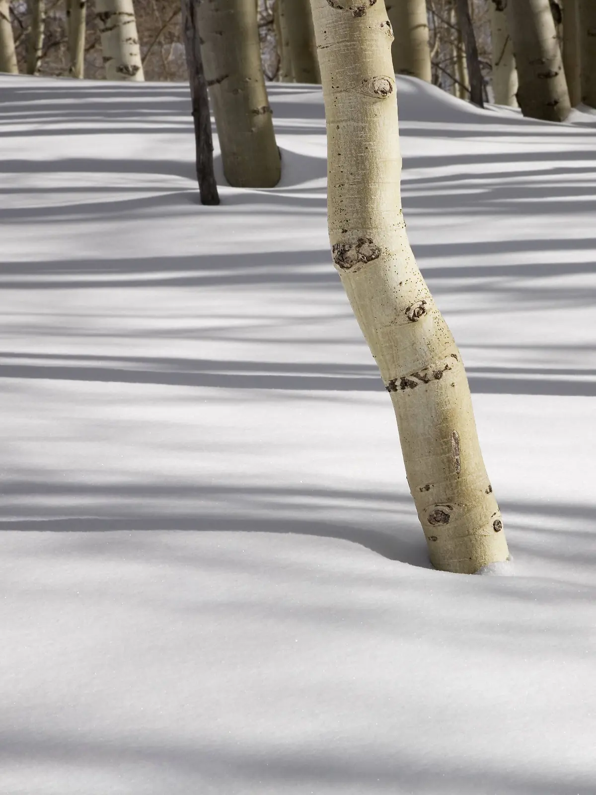 USA Trunks of Aspen trees Populus tremula casting shadows in snow near Brighton in Big Cottonwood