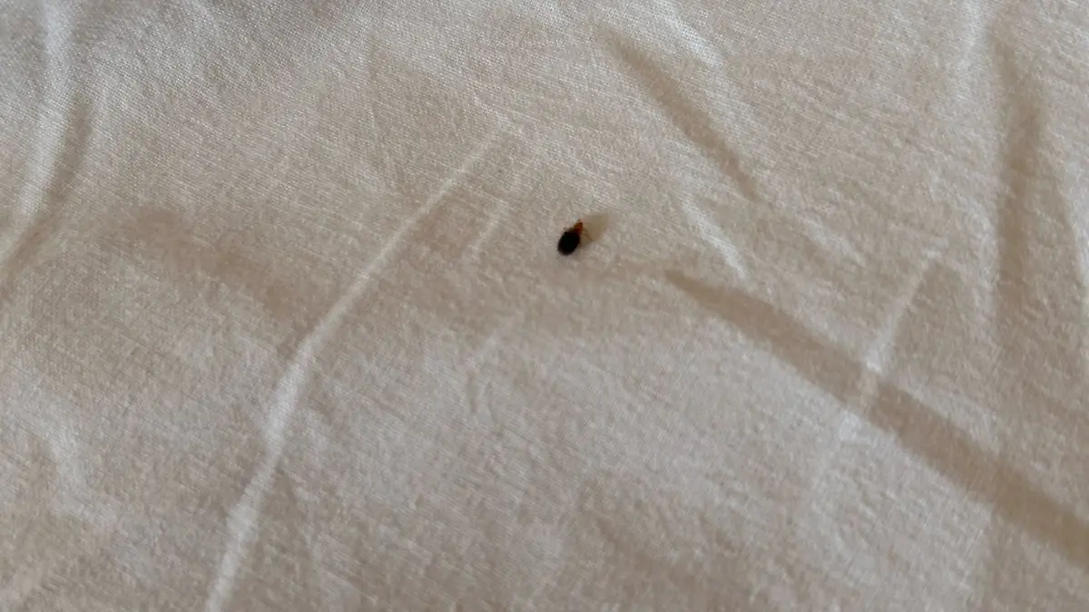 Bettwanzen sind klein und eklig 