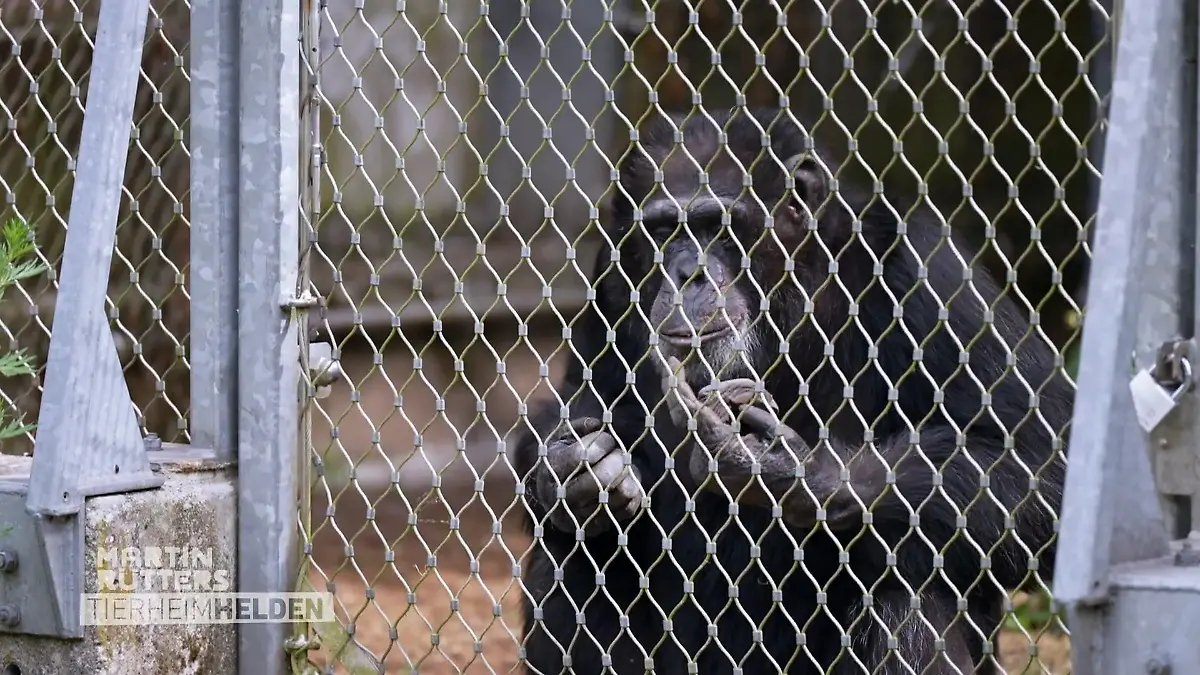 Buddy findet nach einer dramatischen Vergangenheit Sicherheit Ein Schicksal, das unter die Haut geht