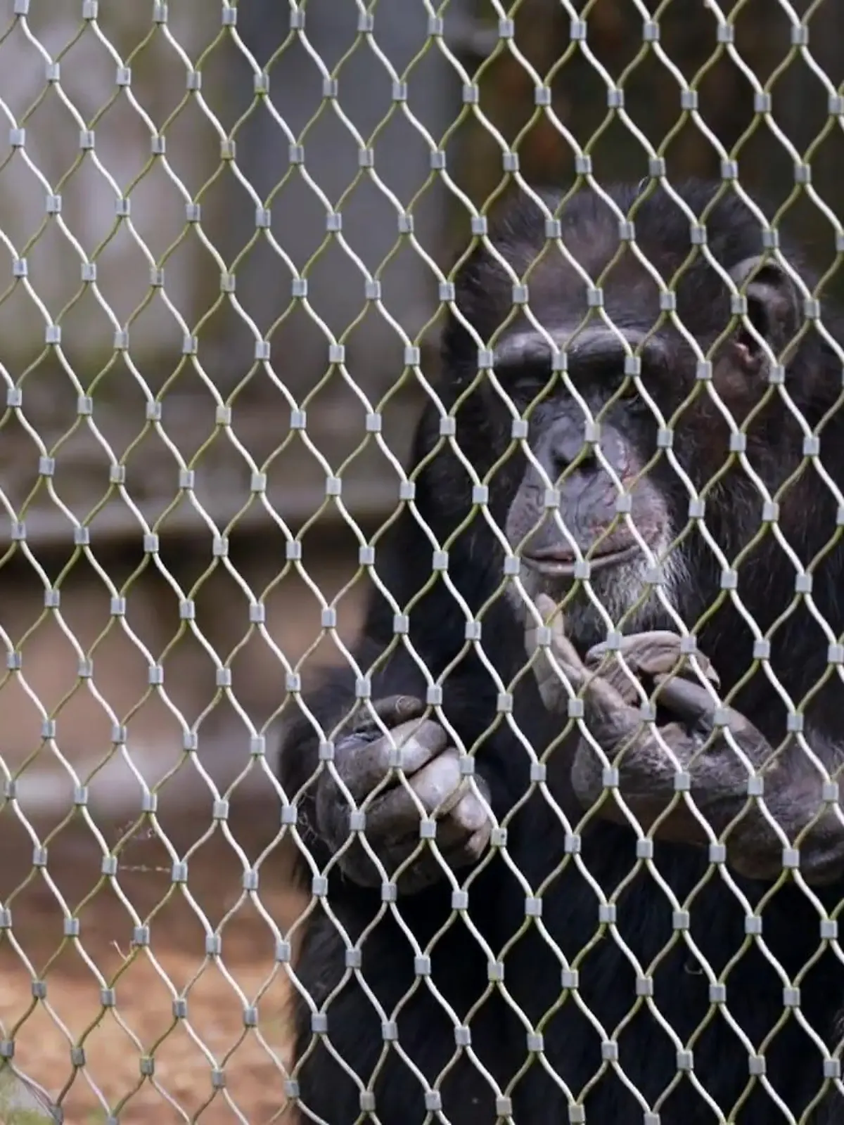 Bild zu: "Buddy findet nach einer dramatischen Vergangenheit Sicherheit"