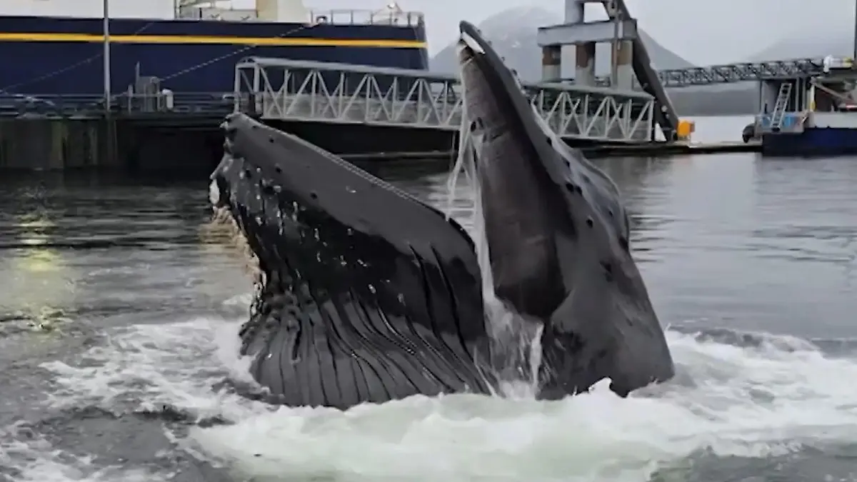 Alaska-Buckelwal-schie-t-im-Hafen-pl-tzlich-aus-dem-Wasser-Einwohner-nur-wenige-Meter-entfernt-