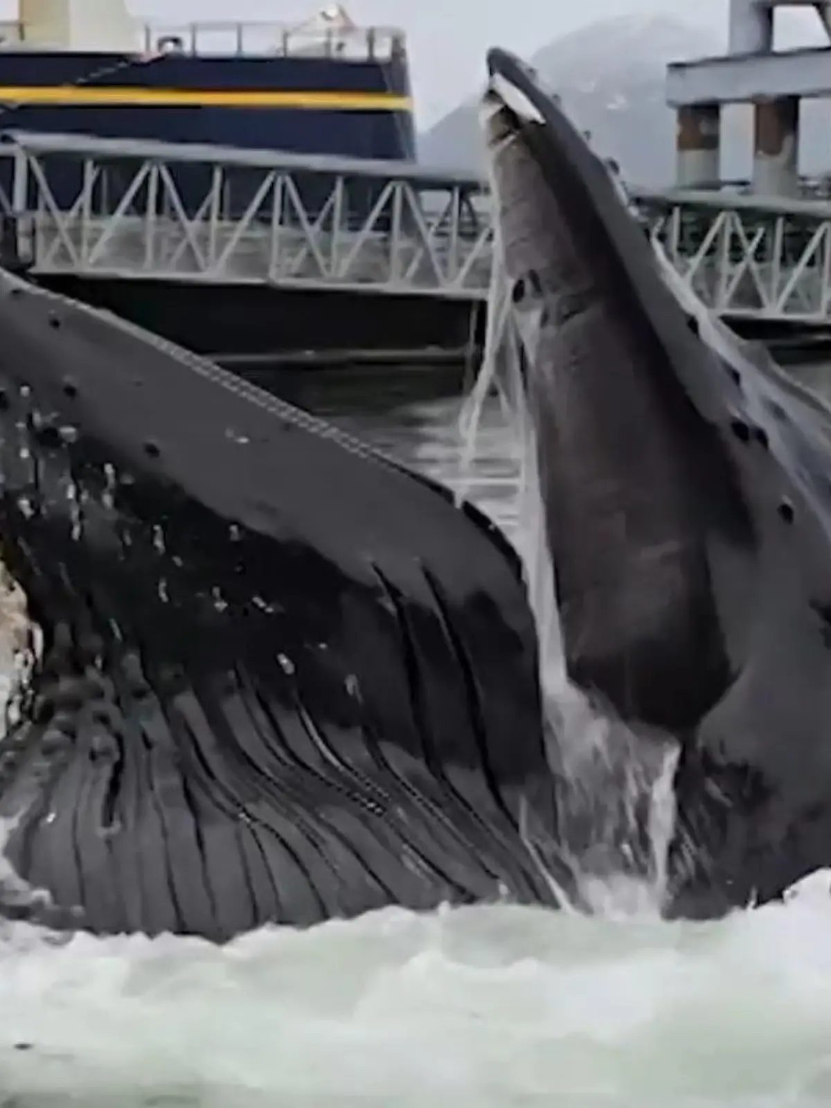 Bild zu: "Meeressäuger auf der Jagd! Hafenbesucher starrt plötzlich in riesiges Wal-Maul"