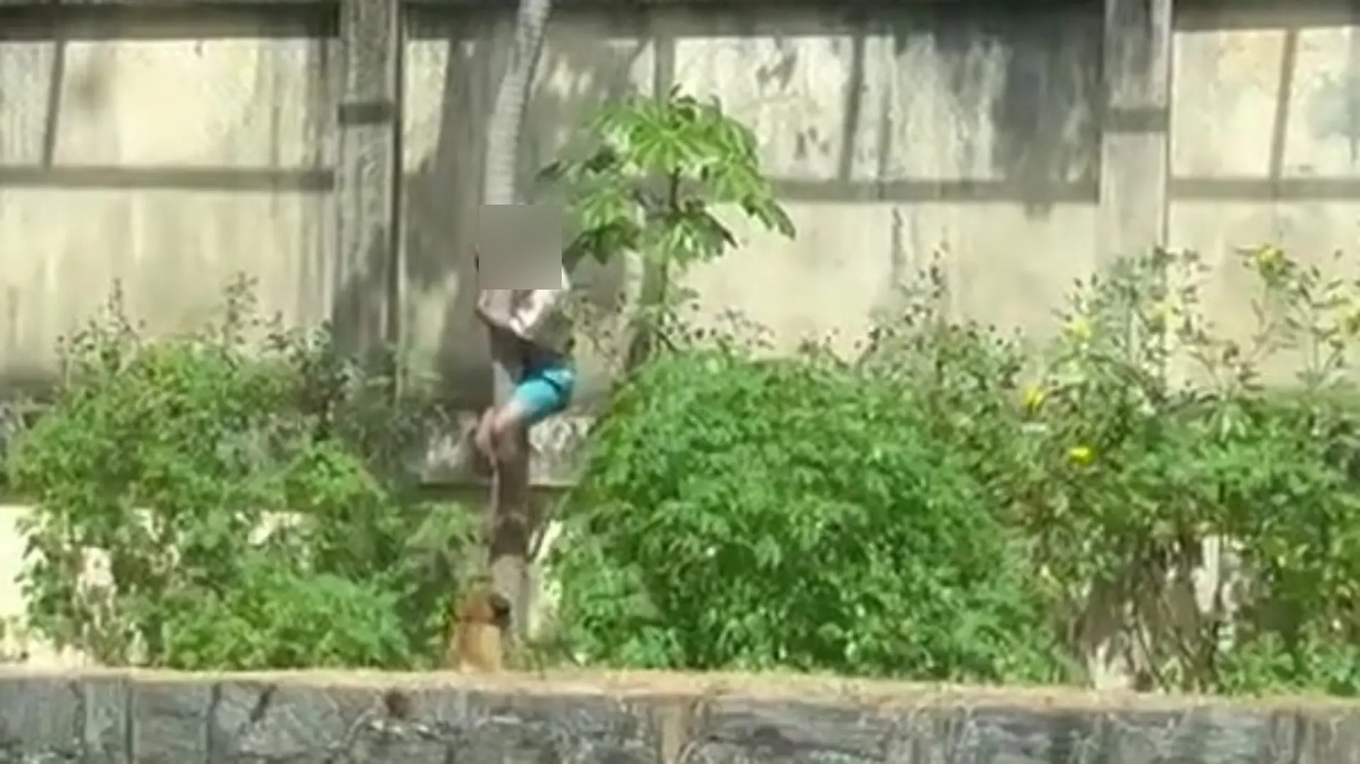 Löwe Zoo Brasilien