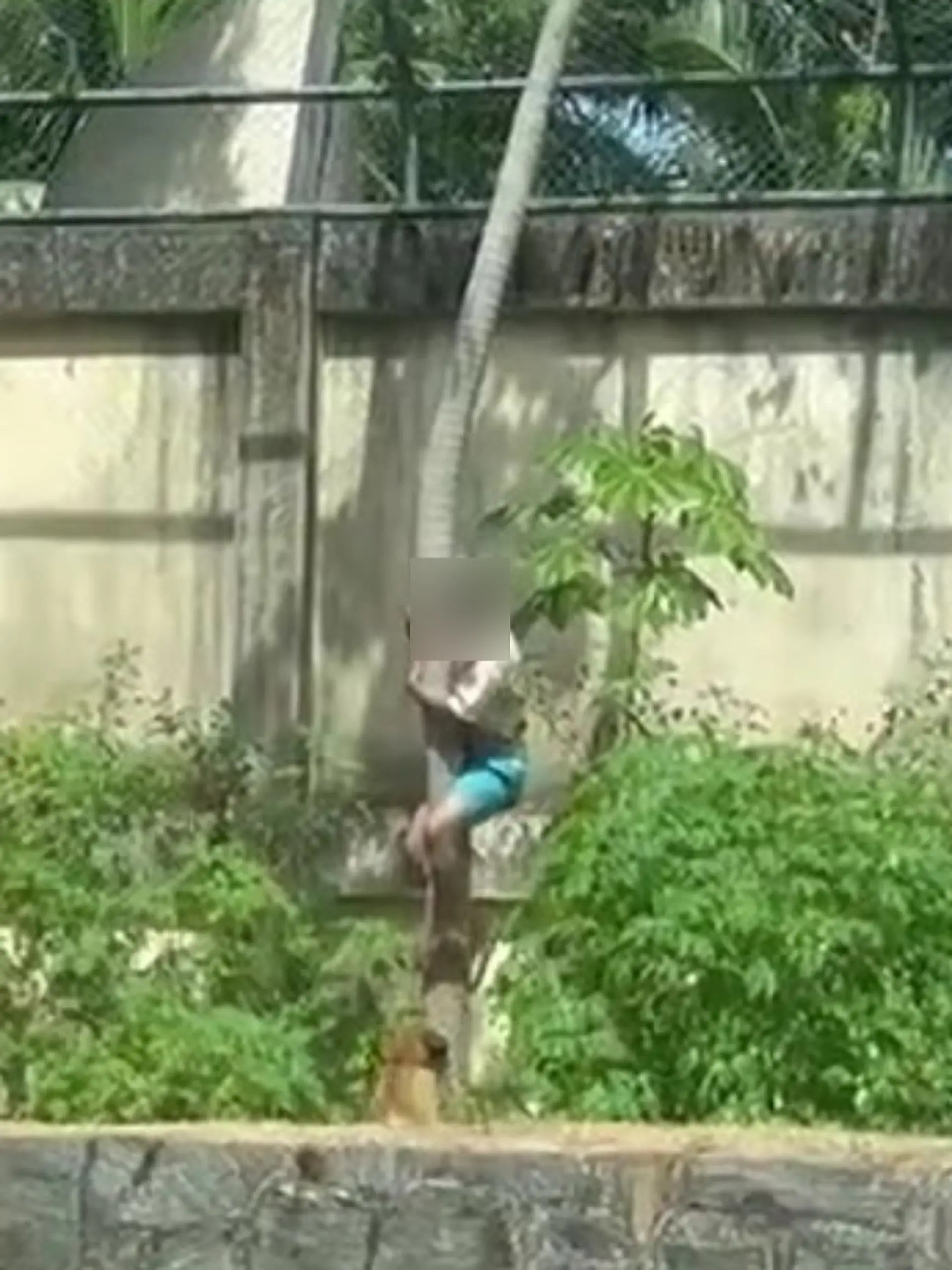 Löwe Zoo Brasilien