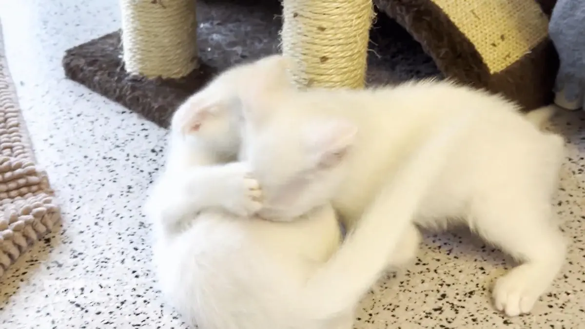 Kitten-Training im Tierheim Tipps vom Katzencoach