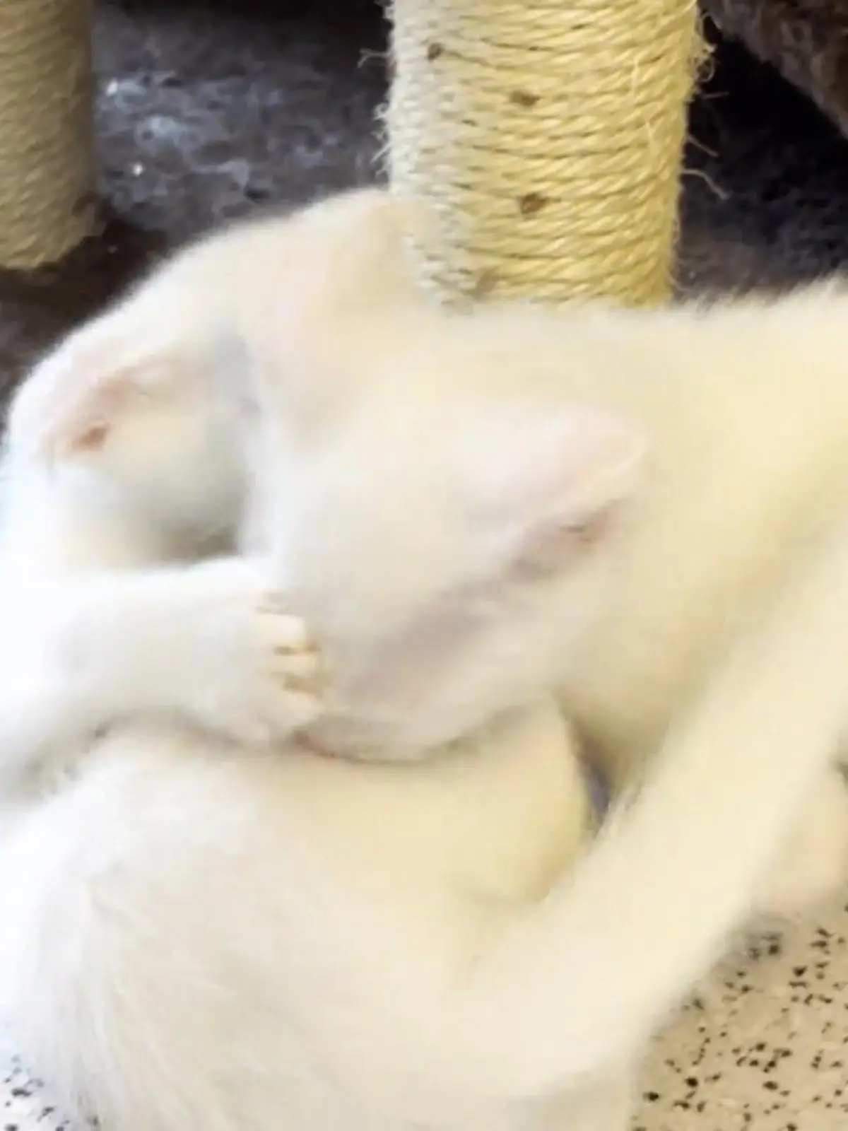 Bild zu: "Kitten-Training im Tierheim"