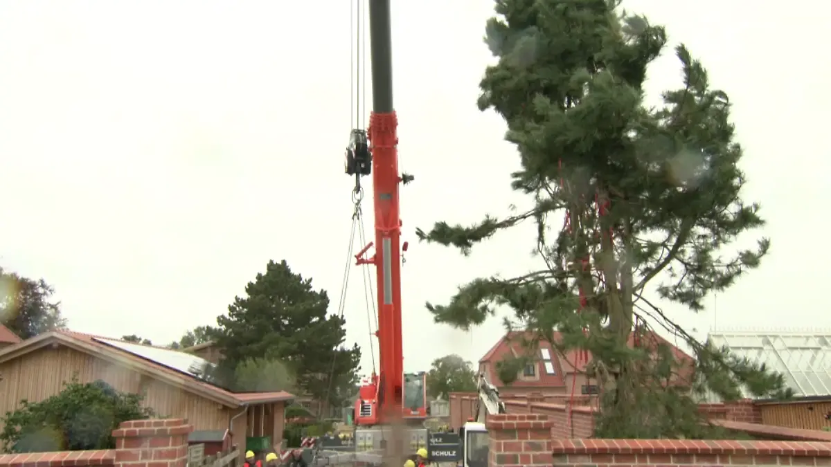 Nach stundenlanger Arbeit steht der Baum an der richtigen Stelle