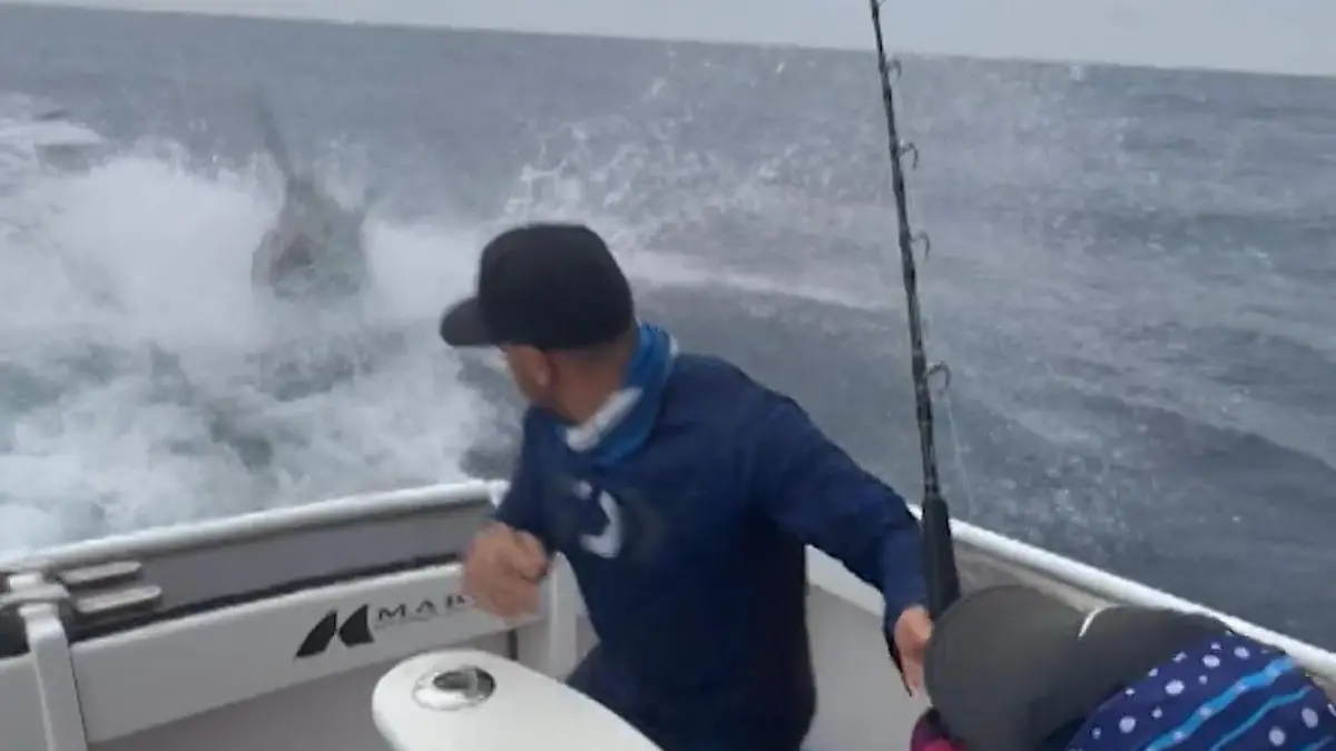 Vom Jäger zum Gejagten! Angler werden fast zur Raubfisch-Beute Blauer Marlin am Haken