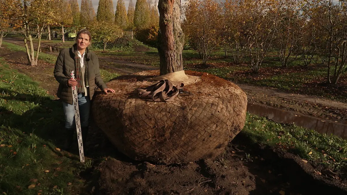 Baum-Maklerin Katharina von Ehren ist stets auf der Suche nach dem richtigen Baum