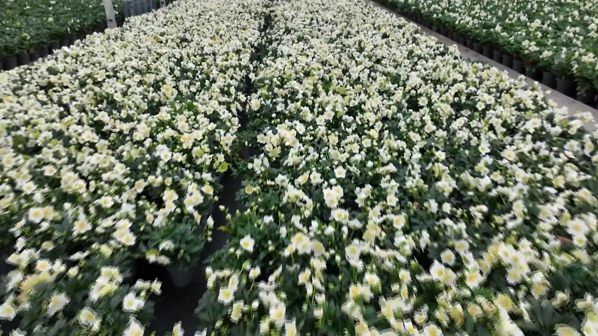 Christrosen-Gärtnerei am Niederrhein Weihnachtsstimmung