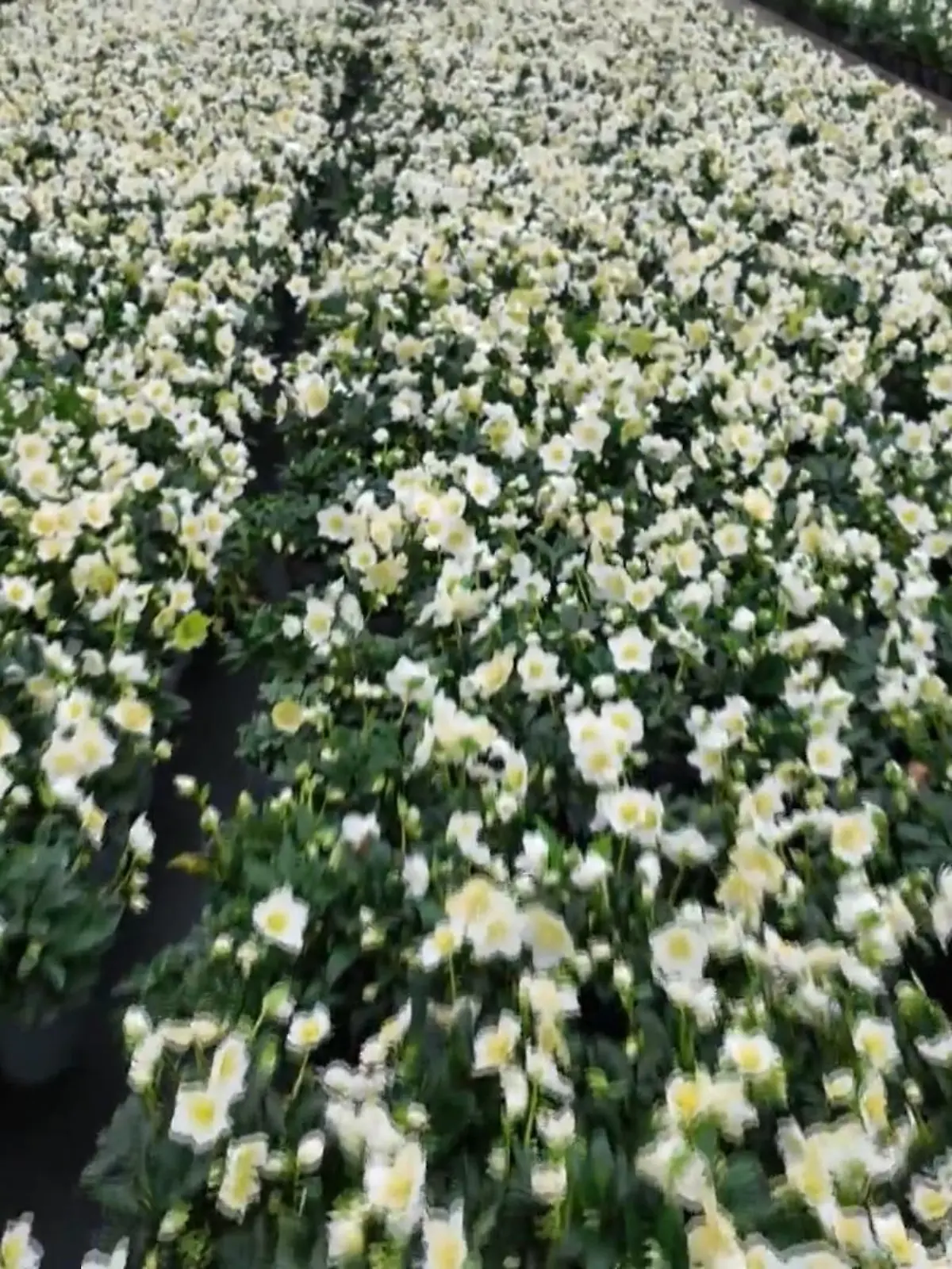 Bild zu: "Christrosen-Gärtnerei am Niederrhein"