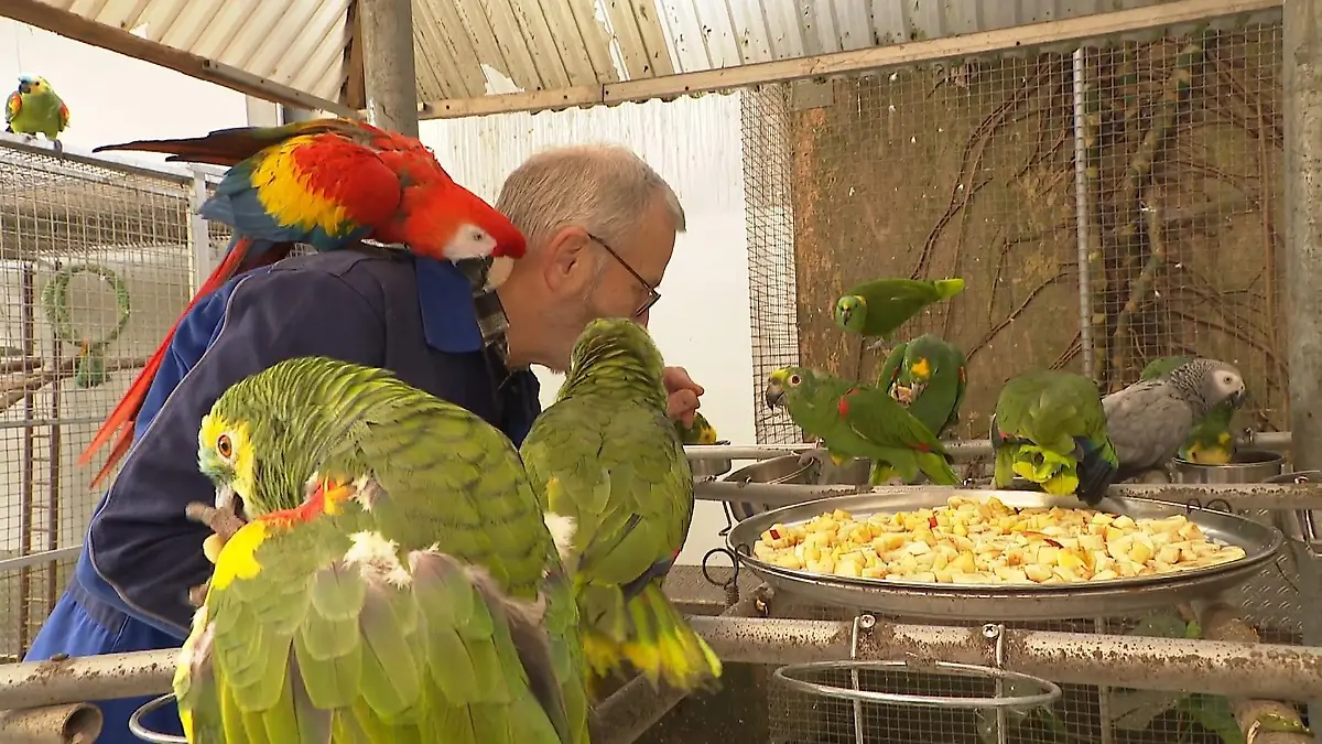 Zuhause für Papageien Hotel und Singlebörse