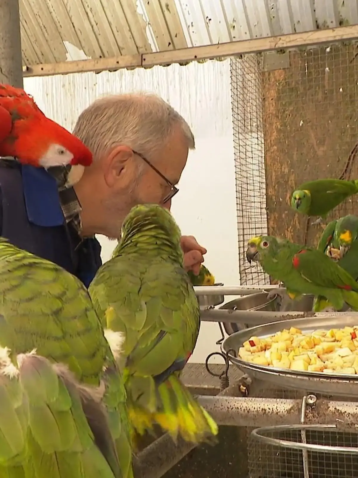 Bild zu: "Zuhause für Papageien"