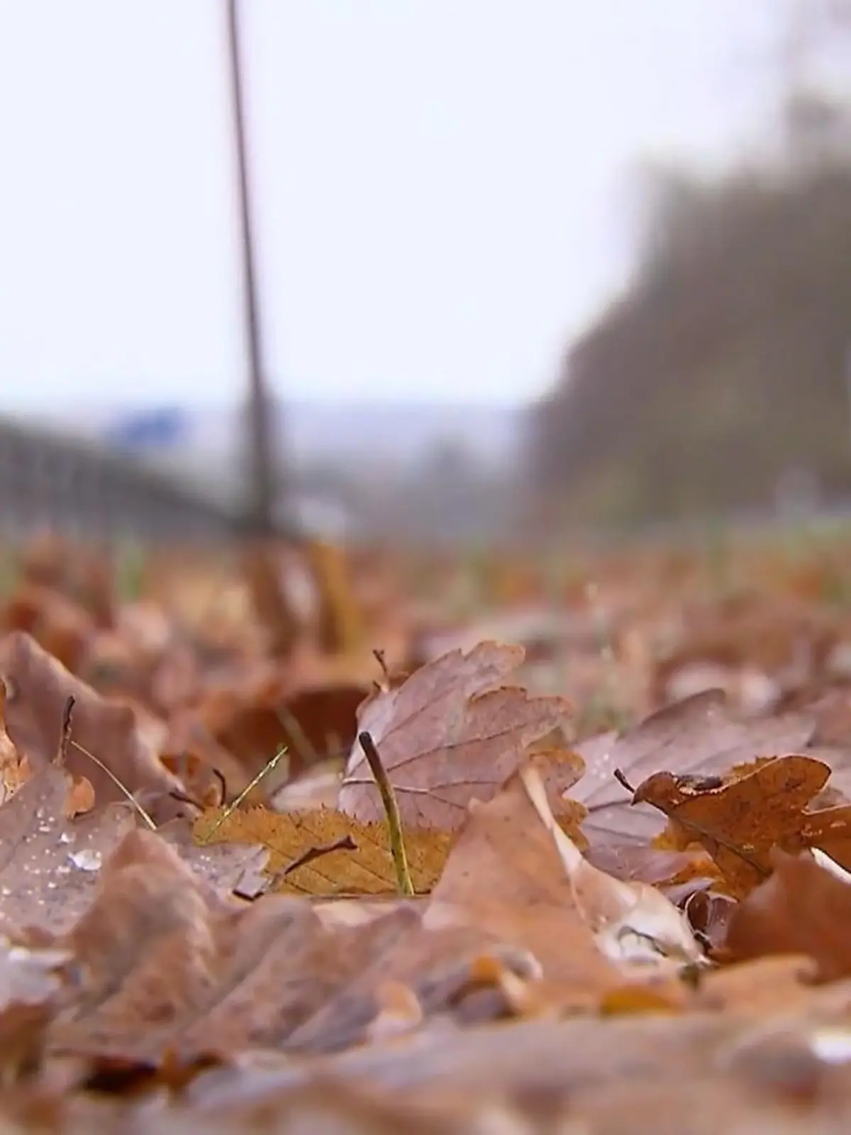 Bild zu: "Frauenleiche nach Fund von abgetrennten Händen entdeckt"