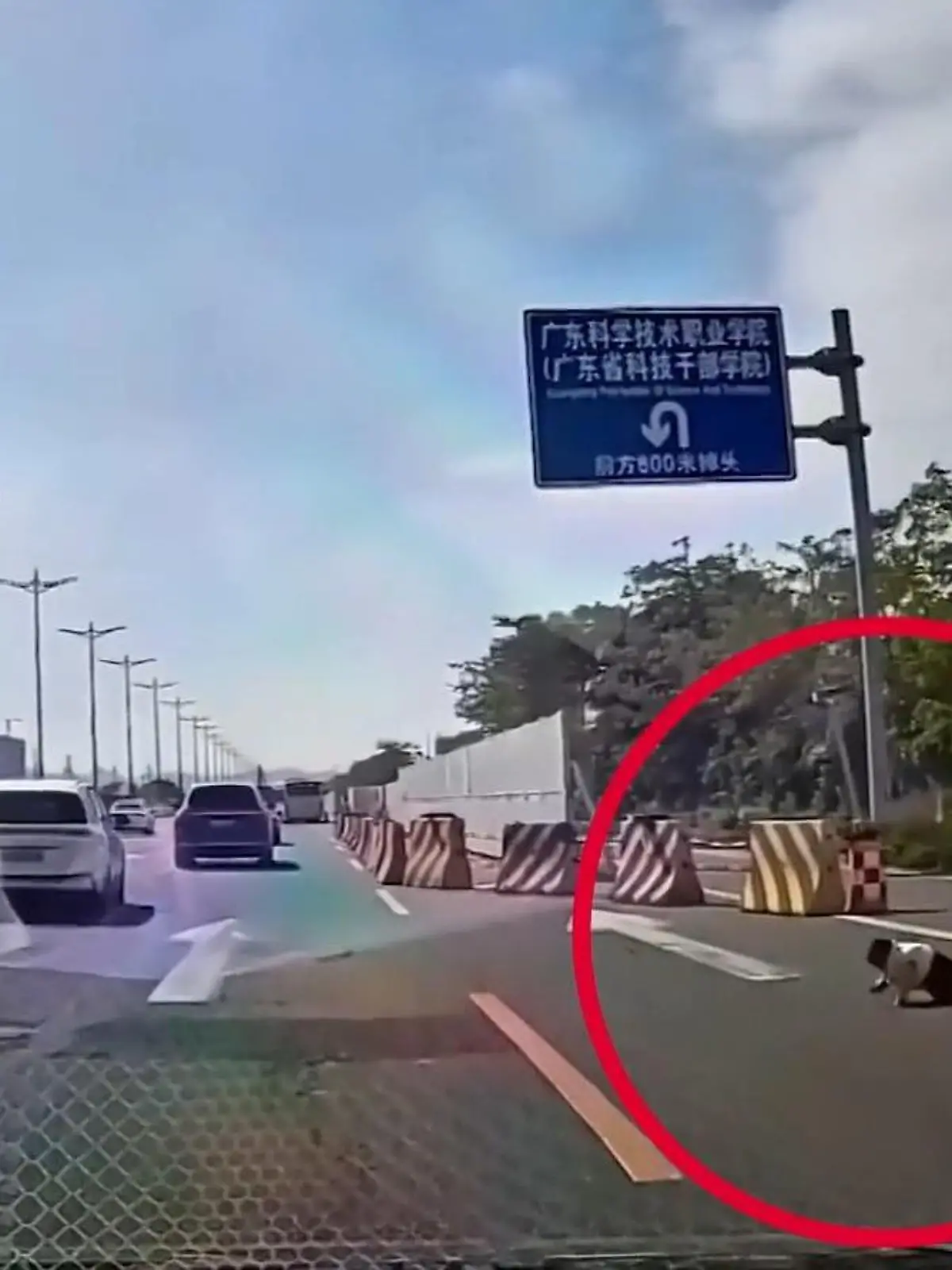 Bild zu: "Baby krabbelt mitten auf viel befahrener Autobahn – von den Eltern keine Spur!"