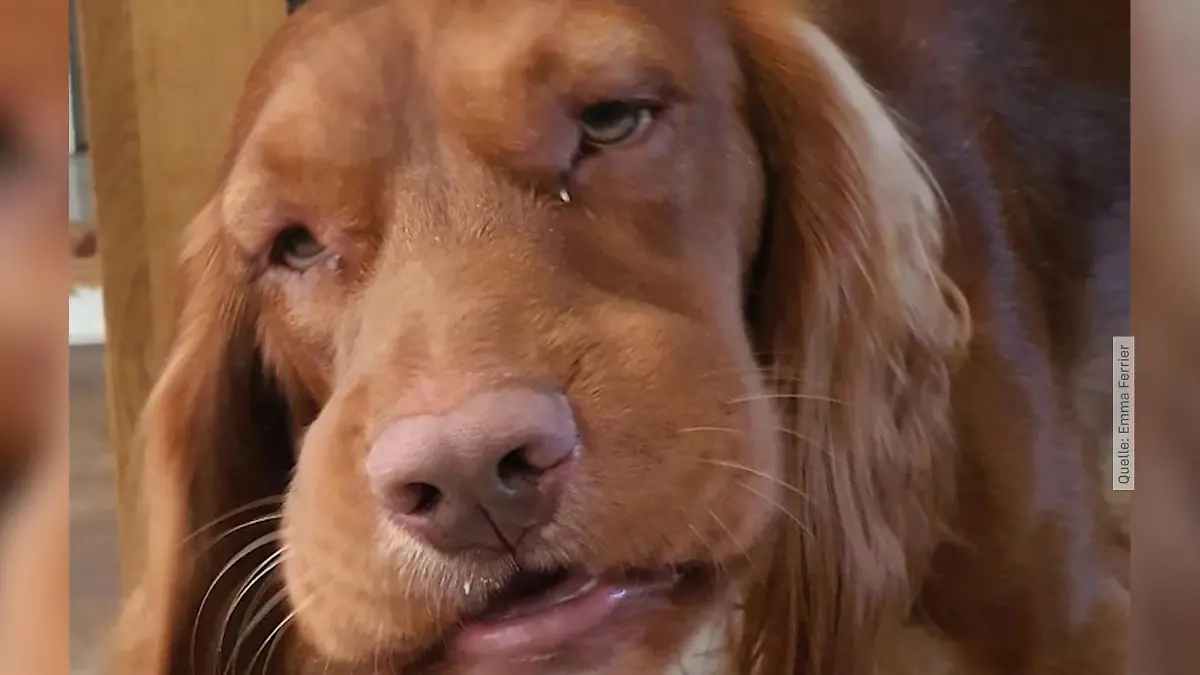 Frauchen warnt vor Riesenbärenklau Hundekopf schwillt aufs Doppelte an!
