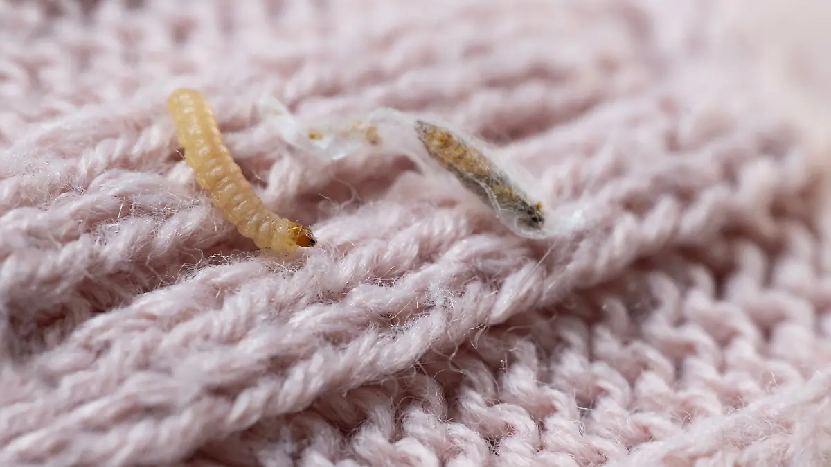 Larven der Kleidermotte