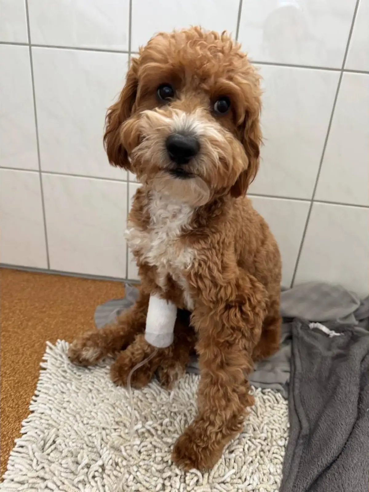 Bild zu: "Gefährliche Krankheit auf dem Vormarsch! Piko wäre fast an Hundemalaria gestorben"