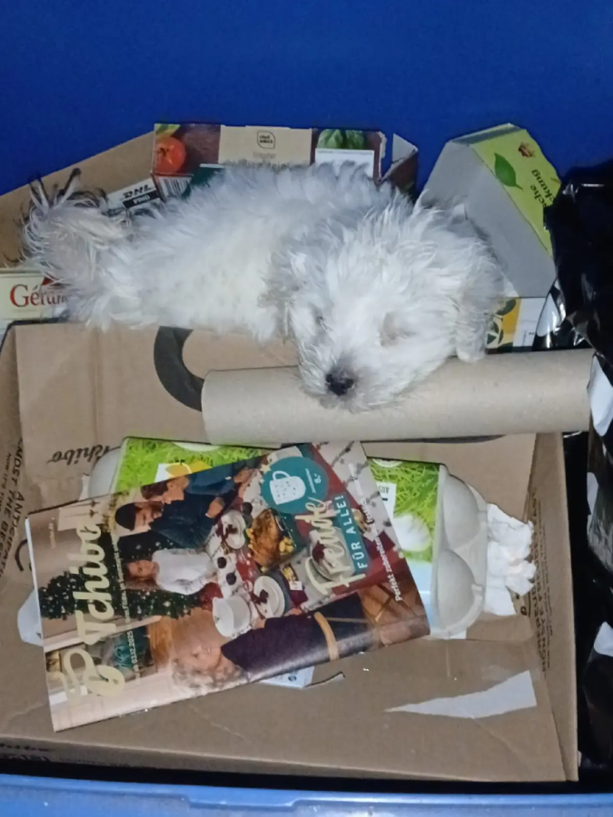 Unfassbarer Anblick: Zwischen Prospekten und Papiermüll wird das geschwächte Hündchen gefunden